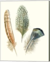 Framed 'Watercolor Feathers I' border=