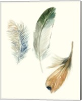 Framed 'Watercolor Feathers II' border=