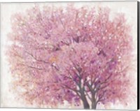 Framed Pink Cherry Blossom Tree II