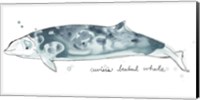Framed Cetacea Cuviers Beaked Whale