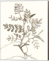 Framed Neutral Botanical Study VI