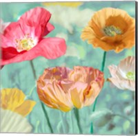 Framed 'Poppies in Bloom II' border=