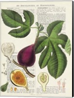 Framed Fruits de Saison, Figues