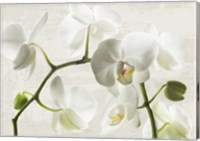 Framed Ivory Orchids