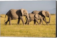 Framed Africa, Kenya, Amboseli National Park, Elephant