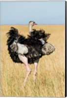 Framed Kenya, Maasai Mara. Masai Ostrich