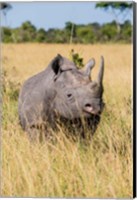 Framed Kenya, Maasai Mara National Reserve, Black Rhinoceros