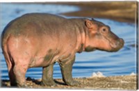 Framed Reddish Very Young Hippo Stands On Shoreline Of Lake Ndutu