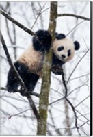 Framed China, Chengdu Panda Base Baby Giant Panda In Tree