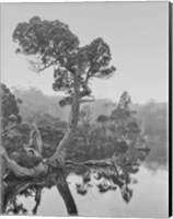 Framed Australia, Tasmania, Cradle Mountain National Park Wombat Pool