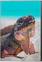 Framed Bahamas, Exuma Island Close-Up Of Iguana On Beach