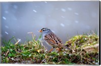 Framed White-Crowned Sparrow In A Spring Snow Storm