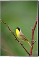 Framed Canada, Quebec, Mount St Bruno Conservation Park Common Yellowthroat Singing