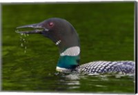 Framed Canada, Quebec, Eastman Common Loon Calling