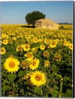 Framed France, Provence, Old Farm House In Field Of Sunflowers