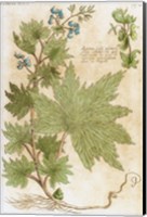 Framed Aconitum Seventeenth-Century Engraving In Bibliotheca Pharmaceutica-Medica