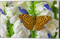 Framed European Silver-Washed Fritillary Butterfly On Snapdragon Flower