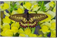 Framed Butterfly Eurytides Corethus In The Papilionidae Family