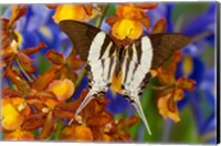 Framed Graphium Dorcus Butongensis Or The Tabitha's Swordtail Butterfly