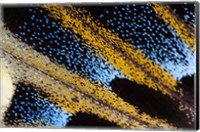 Framed Close-Up Detail Wing Pattern Of Tropical Butterfly