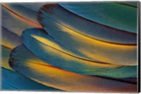 Framed Scarlet Macaw Wing Feathers Fan Design