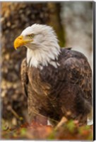 Framed Alaska, Chilkat Bald Eagle Preserve Bald Eagle On Ground