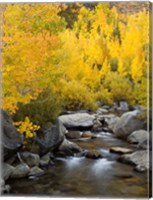 Framed California, Eastern Sierra Bishop Creek During Autumn