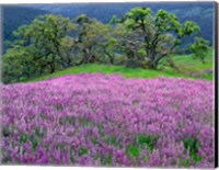 Framed Lupine Meadow In The Spring Among Oak Trees