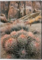 Framed California, Alabama Hills, Cactus