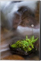 Framed Flowering Fern With A Rushing Stream