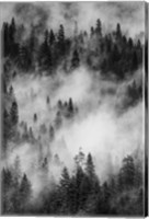 Framed Swirling Forest Mist, Yosemite NP (BW)