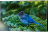 Framed Steller's Jay Perched On A Fir Bough