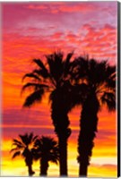 Framed Silhouetted Palms At Sunrise