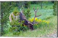 Framed Bull Elk Grazing In Rocky Mountain National Park