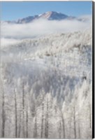 Framed Hoarfrost Coats The Trees Of Pike National Forest