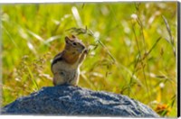 Framed Golden-Mantled Ground Squirrel Eating Grass Seeds