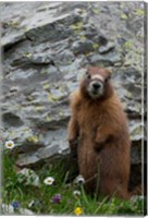 Framed Yellow-Bellied Marmot