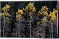 Framed Autumn Yellow Aspen In The Uncompahgre National Forest