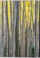 Framed Gathering Of Yellow Aspen In The Uncompahgre National Forest