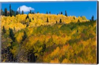 Framed Golden Landscape If The Uncompahgre National Forest