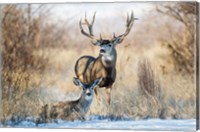 Framed Buck And Doe Mule Deer