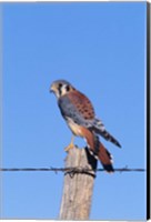 Framed American Kestrel