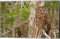 Framed Barred Owl In Everglades National Park, Florida