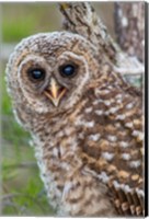 Framed Fledgling Barred Owl In Everglades National Park, Florida