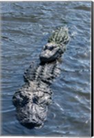 Framed Stacking Alligators