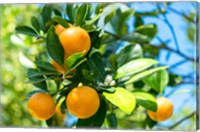 Framed Florida Orange Tree