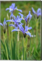Framed Rocky Mountain Iris