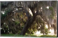 Framed Morning Light Illuminating The Moss Covered Oak Trees, Florida