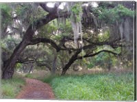 Framed Trail Beneath Moss Covered Oak Trees, Florida Florida