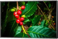 Framed Red Kona Coffee Cherries On The Vine, Hawaii